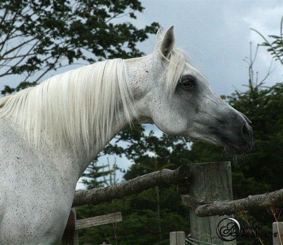 Arabisk fuldblod (OX) Rafeekah ox 1938 billede 12