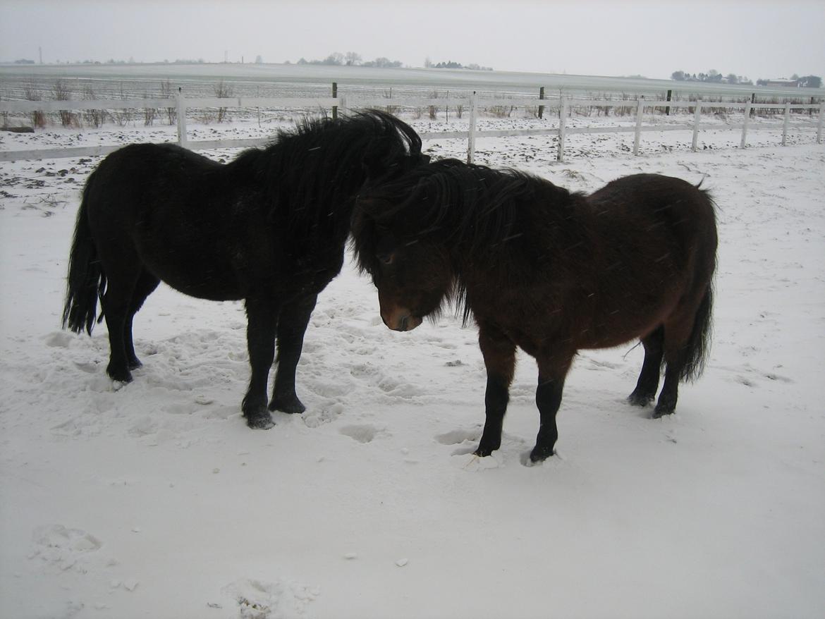Anden særlig race Jolly Jumper billede 5