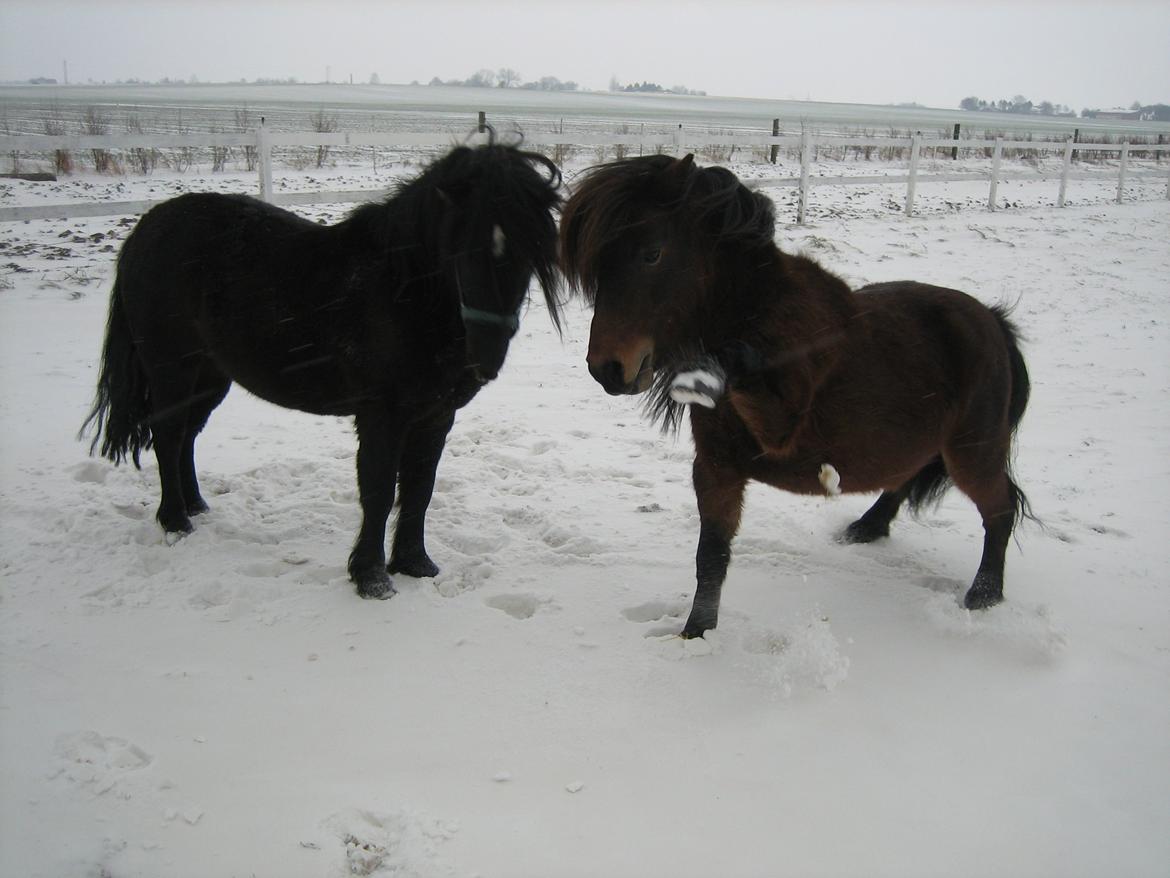 Anden særlig race Jolly Jumper billede 4