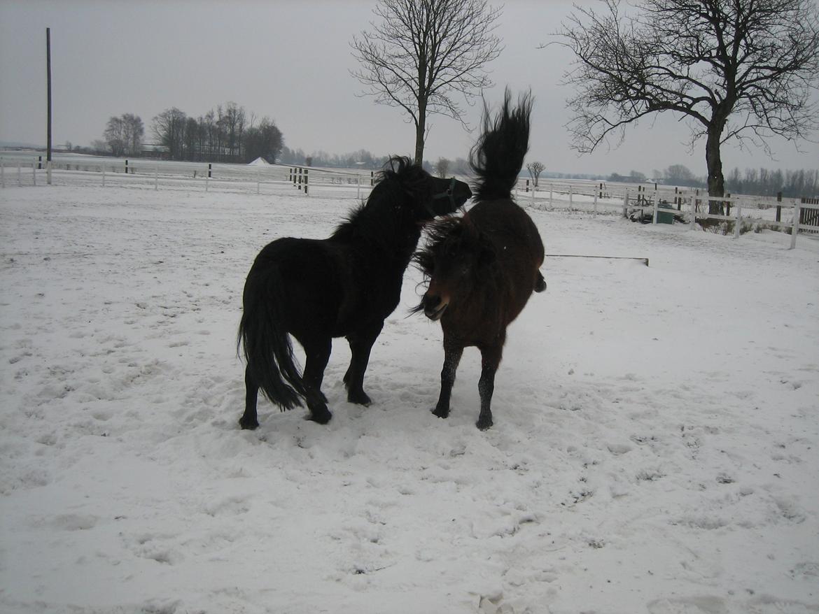 Anden særlig race Jolly Jumper billede 6