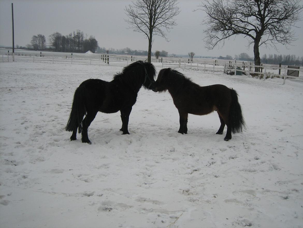 Anden særlig race Jolly Jumper billede 7