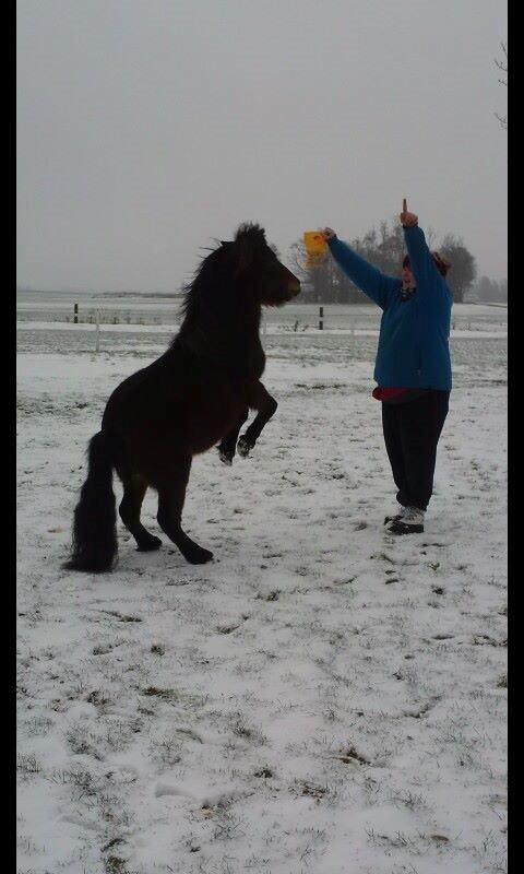 Anden særlig race Jolly Jumper billede 8