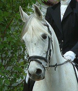 Arabisk fuldblod (OX) Rafeekah ox 1938 billede 4