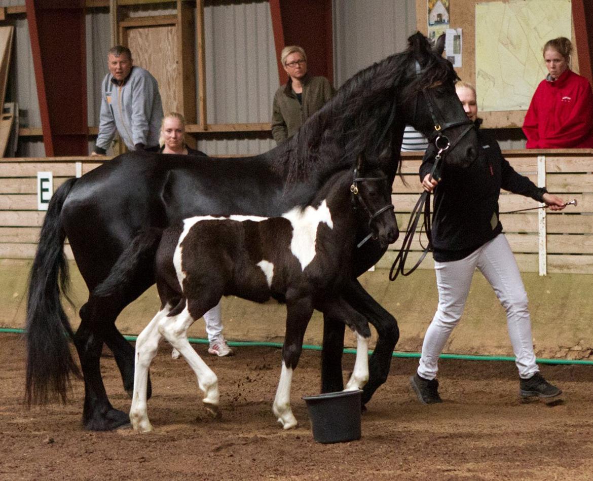 Barockpinto Queen af Bølå billede 5