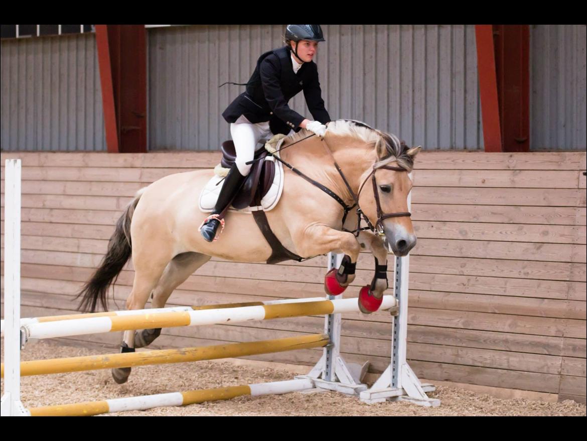 Fjordhest Fønix Elsa billede 13