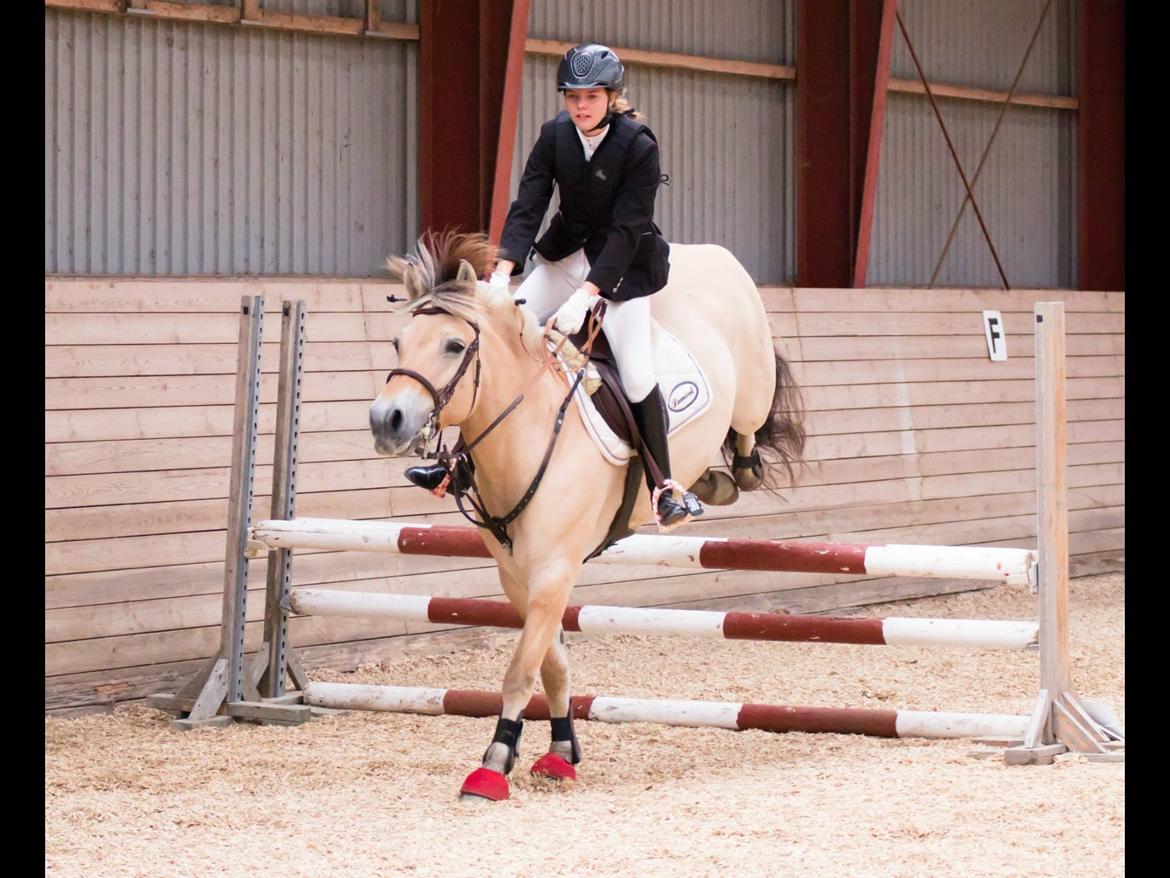 Fjordhest Fønix Elsa billede 14