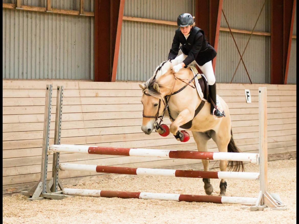 Fjordhest Fønix Elsa billede 15