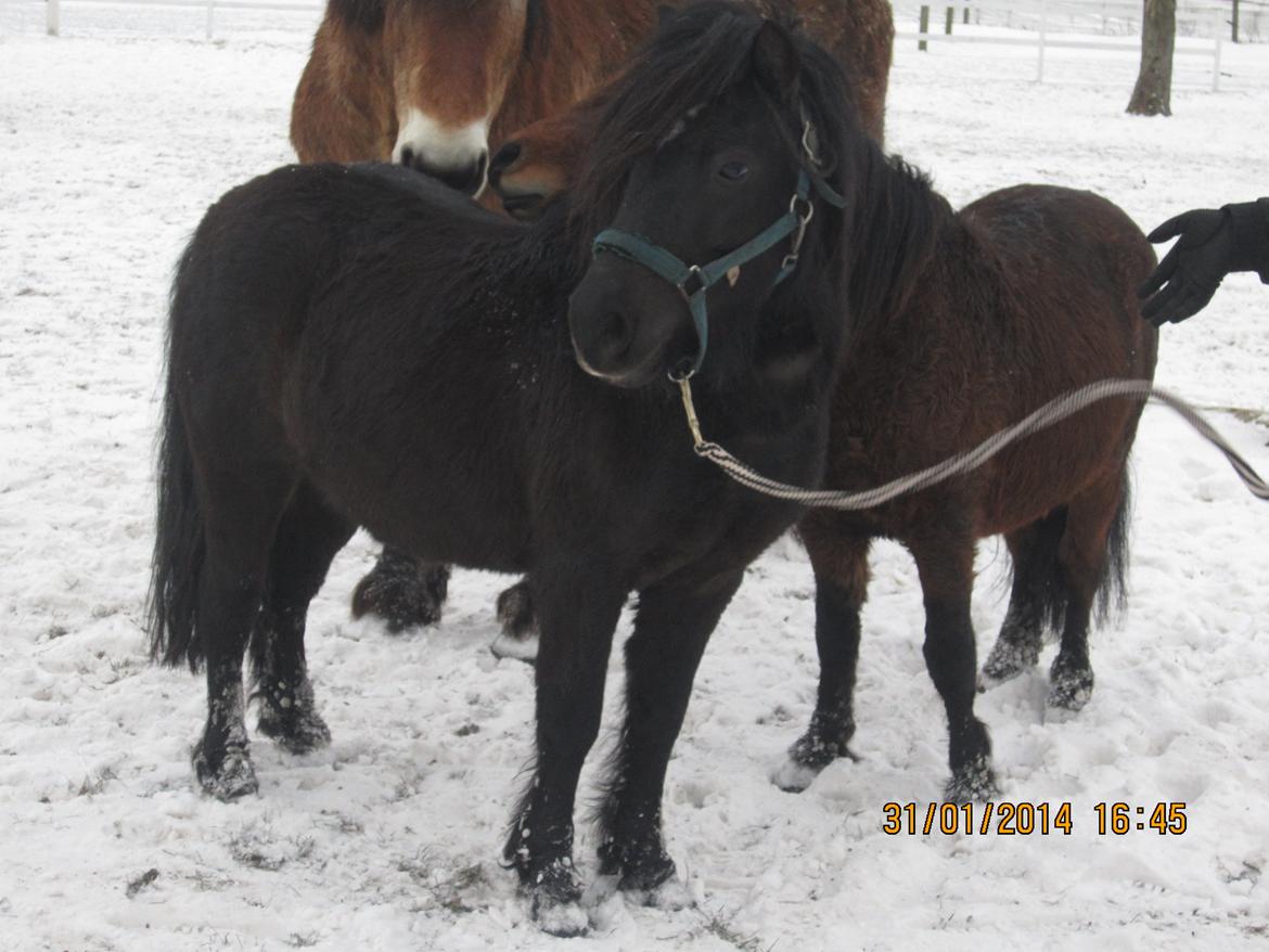 Anden særlig race Prins billede 1