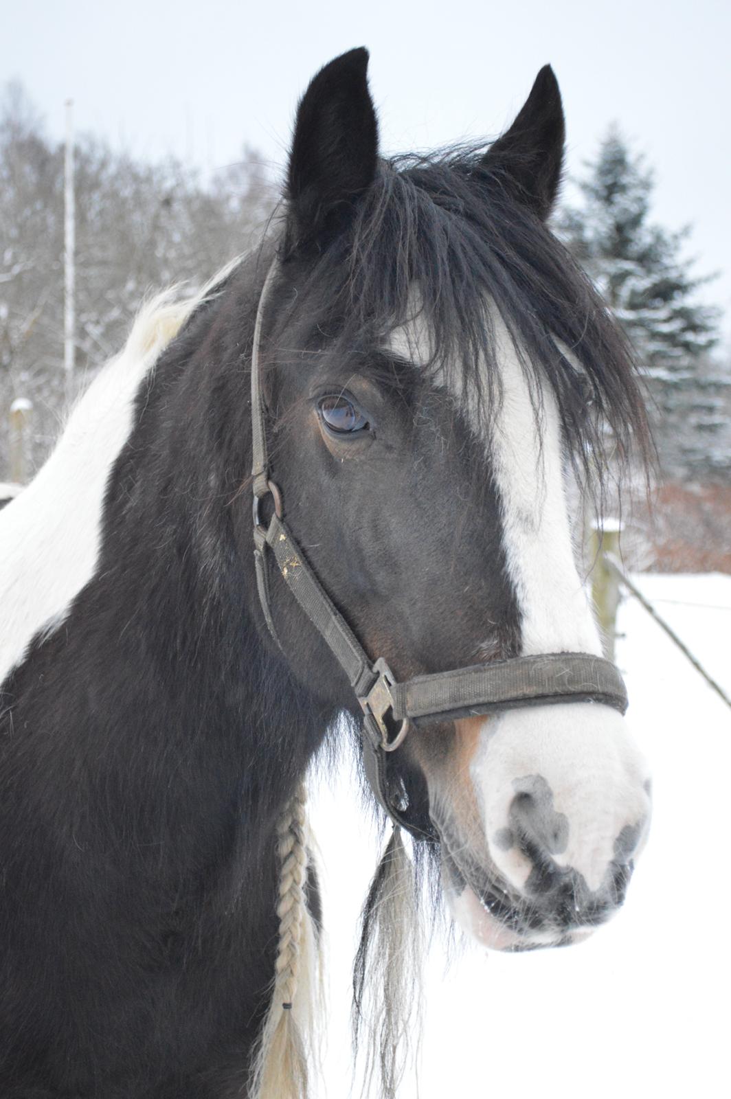 Irish Cob Shadow - Smukkeste <3 31. januar 2014 billede 14