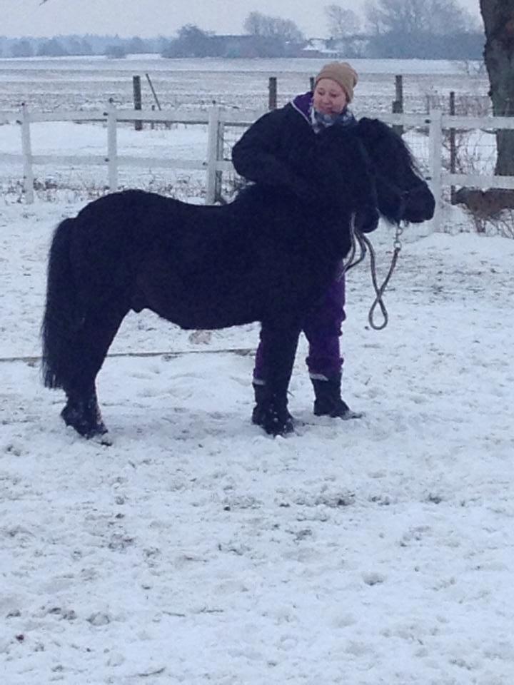 Anden særlig race Prins billede 11