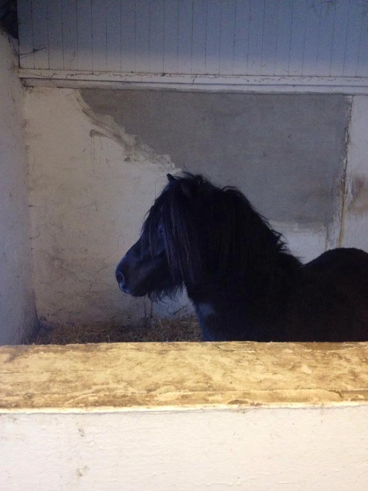 Anden særlig race Prins billede 12