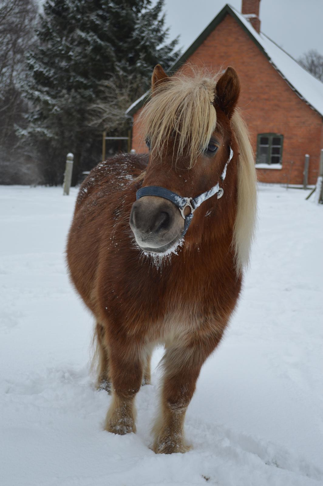 Shetlænder Følfods Nirvana - Glad pony i sneen. 31. janar 2014 billede 13