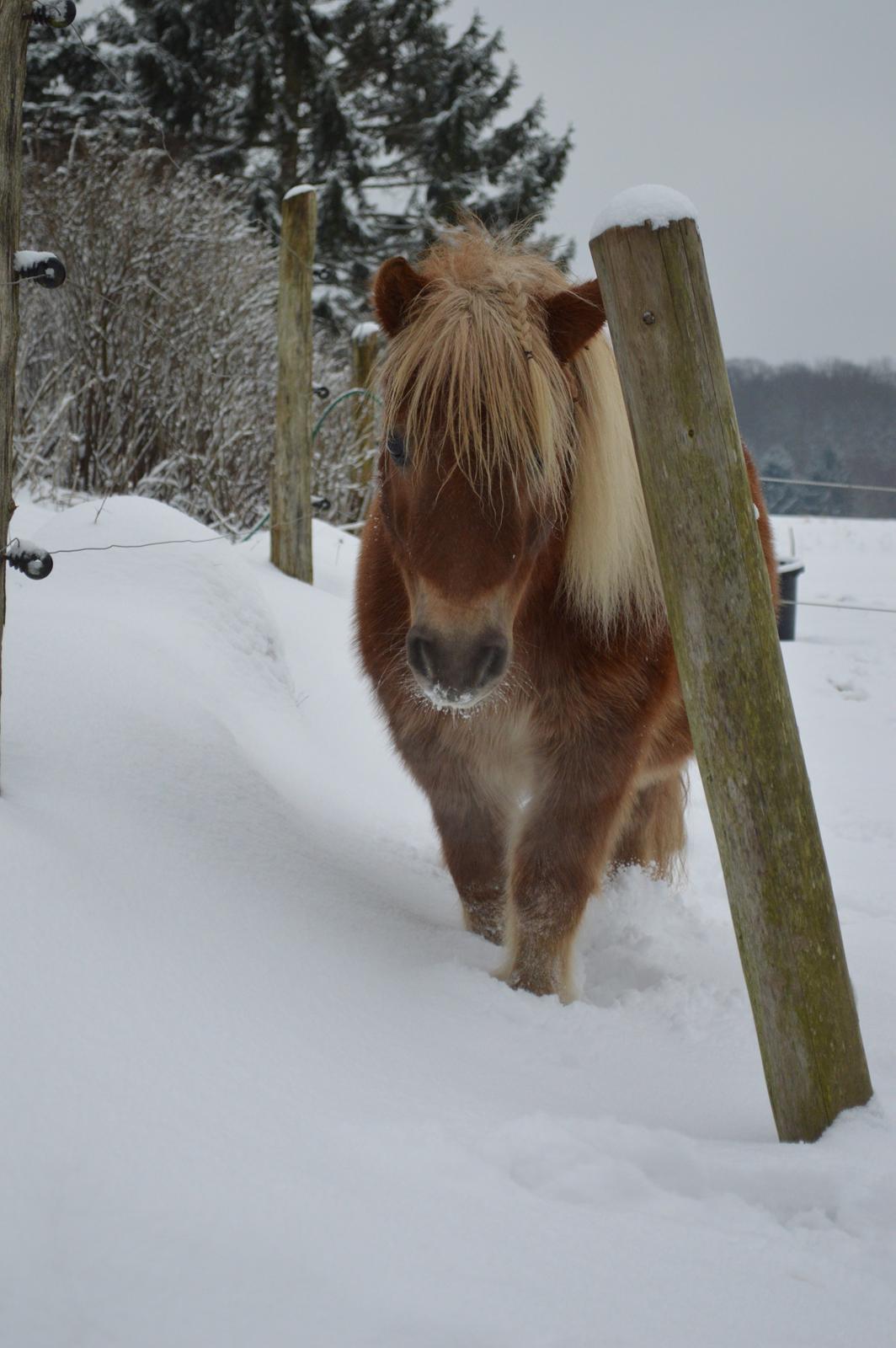 Shetlænder Følfods Nirvana billede 14