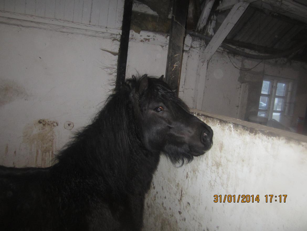 Anden særlig race Prins billede 18