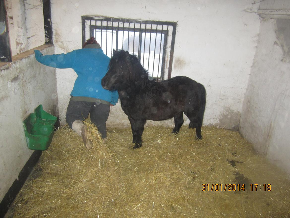 Anden særlig race Prins billede 19