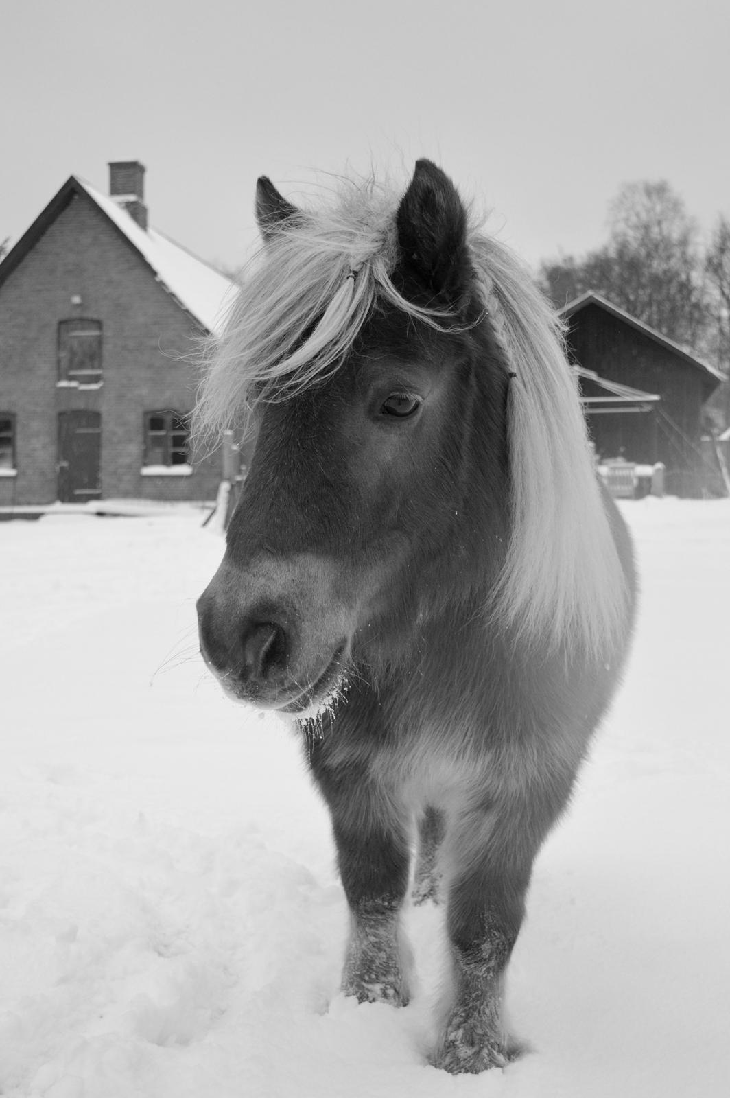 Shetlænder Følfods Nirvana billede 19