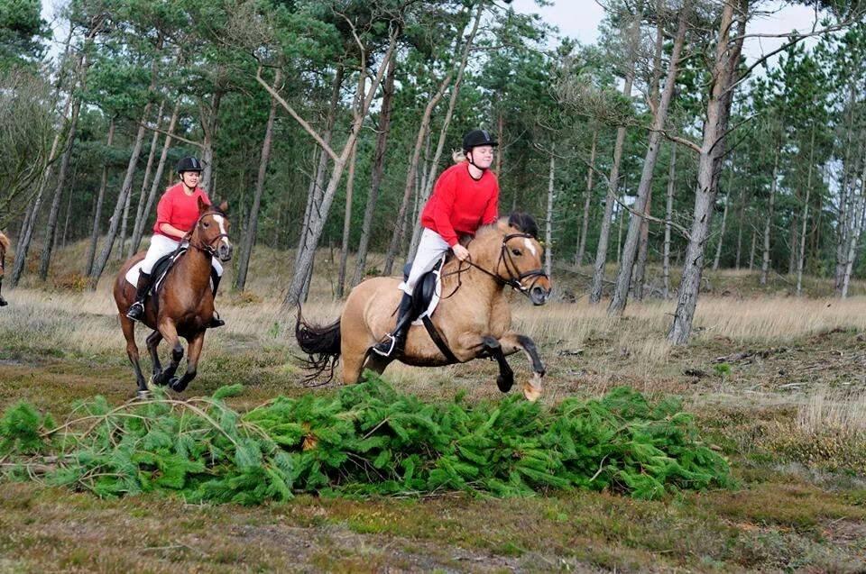 Anden særlig race Karomel billede 9