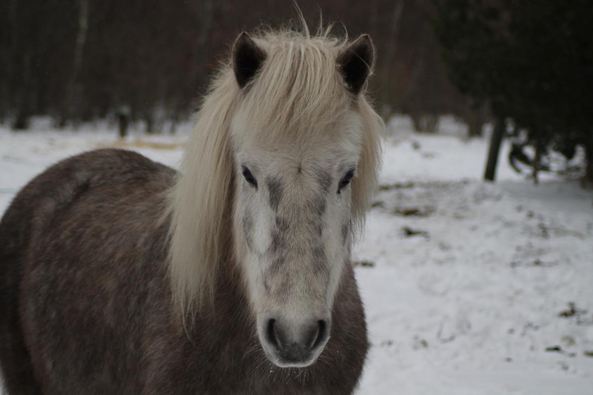 Islænder Gustur billede 5