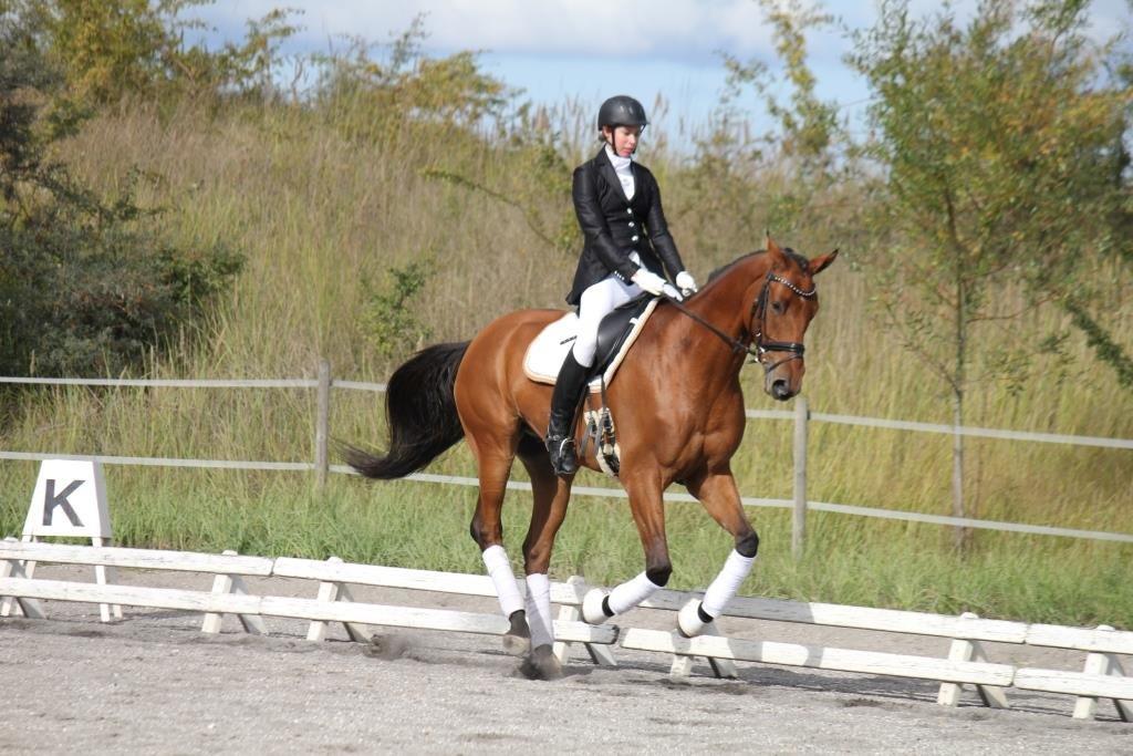 Dansk Varmblod Parino Macal billede 2