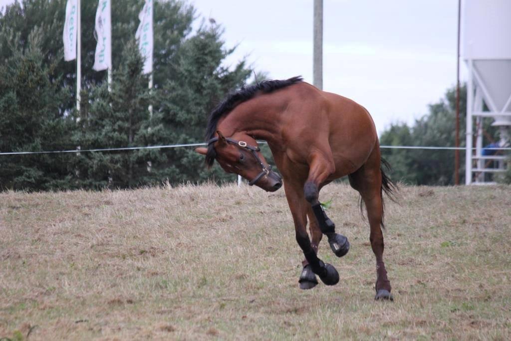 Dansk Varmblod Parino Macal billede 4