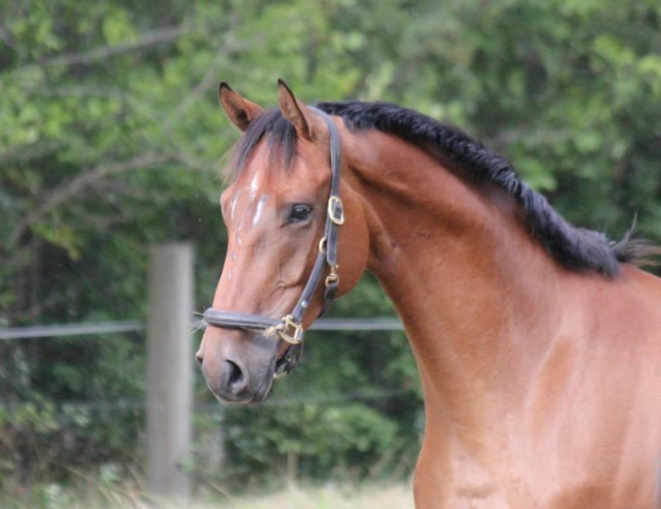 Dansk Varmblod Parino Macal billede 5