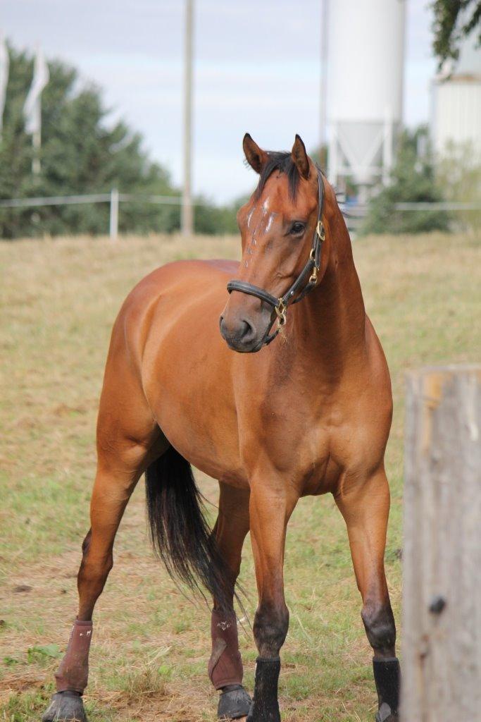 Dansk Varmblod Parino Macal billede 6