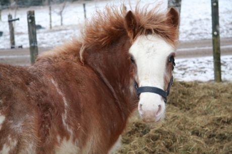 Irish Cob Frilenis Lux [HIMMELHEST] - BabyLux (:
Billedet er lånt af Lux's ejer, Anja. billede 3