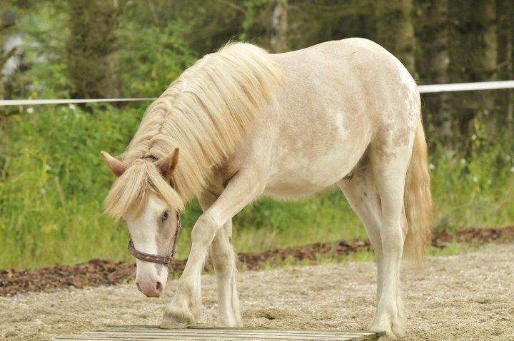 Irish Cob Frilenis Lux [HIMMELHEST] - Et skridt af gangen (:
Billedet er lånt af Lux's ejer, Anja. billede 6