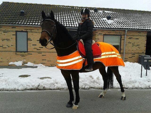 Dansk Varmblod Astoria - På tur januar 2014 :) billede 18