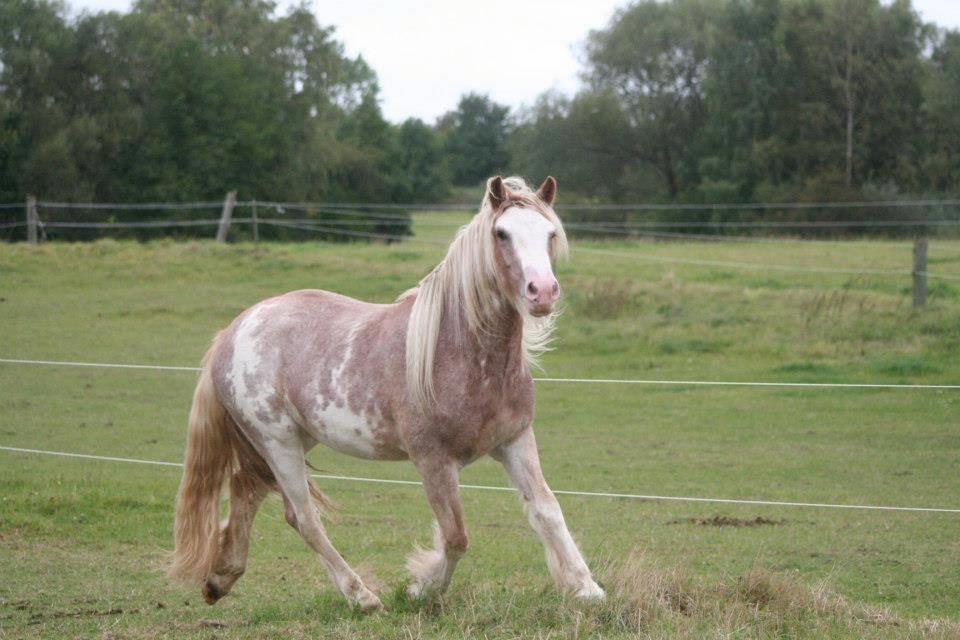 Irish Cob Frilenis Lux [HIMMELHEST] - Man er vel lækker (;
Billedet er lånt af Lux's ejer, Anja. billede 1