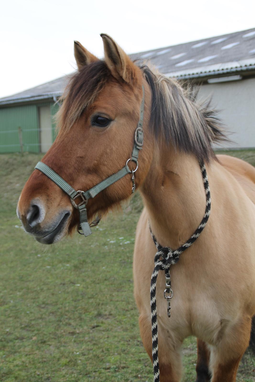 Anden særlig race Bamseline! <3 - Mulle ^.^<3 
<br>
<br>
Foto: Mig :) billede 4