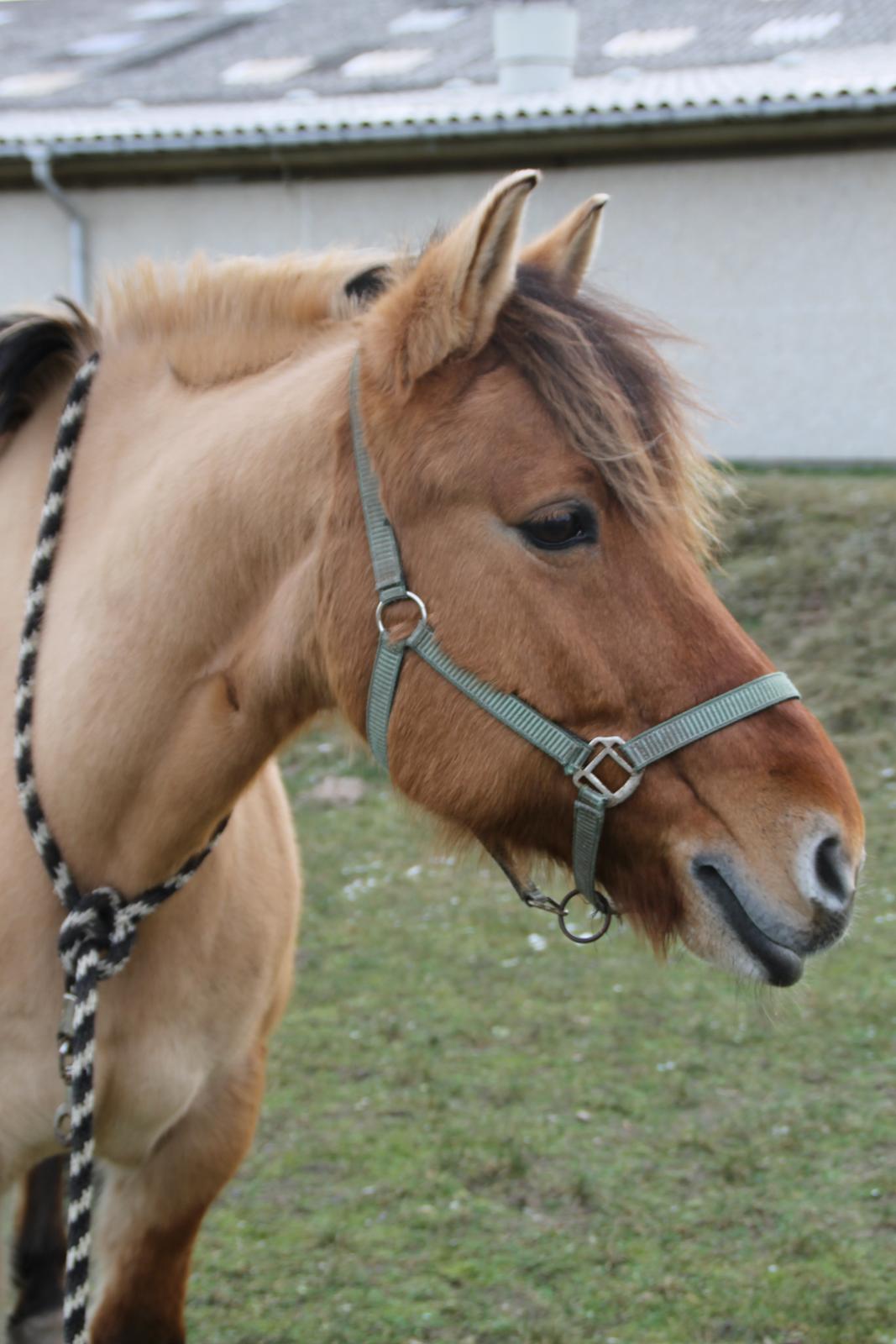 Anden særlig race Bamseline! <3 - Hun er lidt sød den lille hest! <3
<br>
<br> 
Foto: Mig :) billede 10