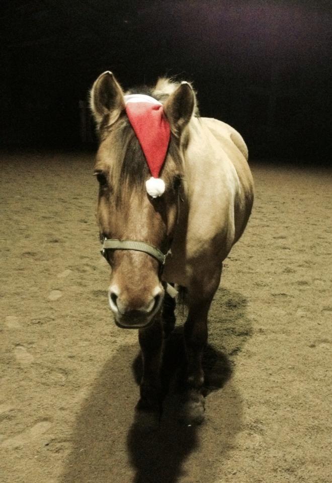 Anden særlig race Bamseline! <3 - 1. december :)
<br>
<br>
Foto: Mig :) billede 5