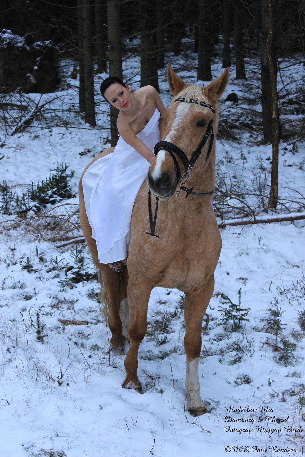 Palomino Kruses Chanell - Foto shoot med Chanell i skoven D.30.01.14. billede 5