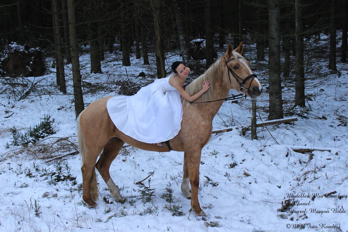 Palomino Kruses Chanell - Foto shoot med Chanell i skoven D.30.01.14. billede 4