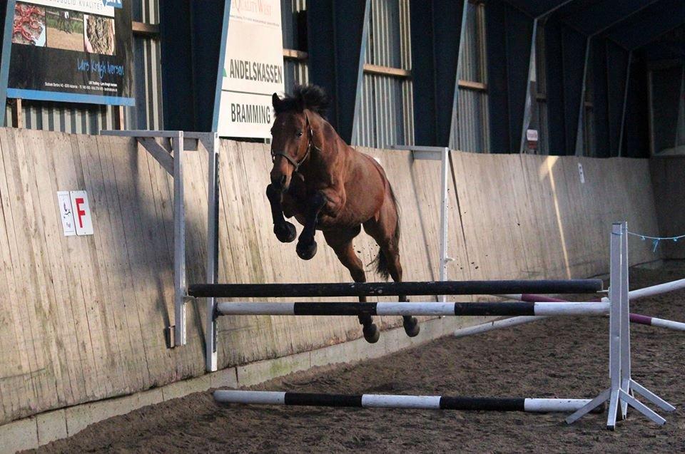 Holstener Flair billede 24