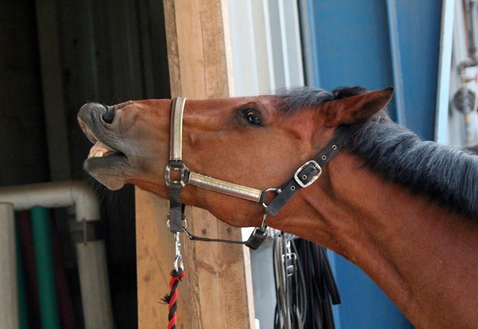 Holstener Flair billede 25