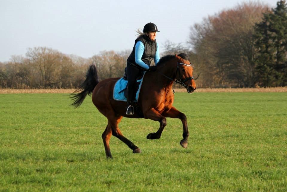 Holstener Flair - Galloptur på marken=) billede 3
