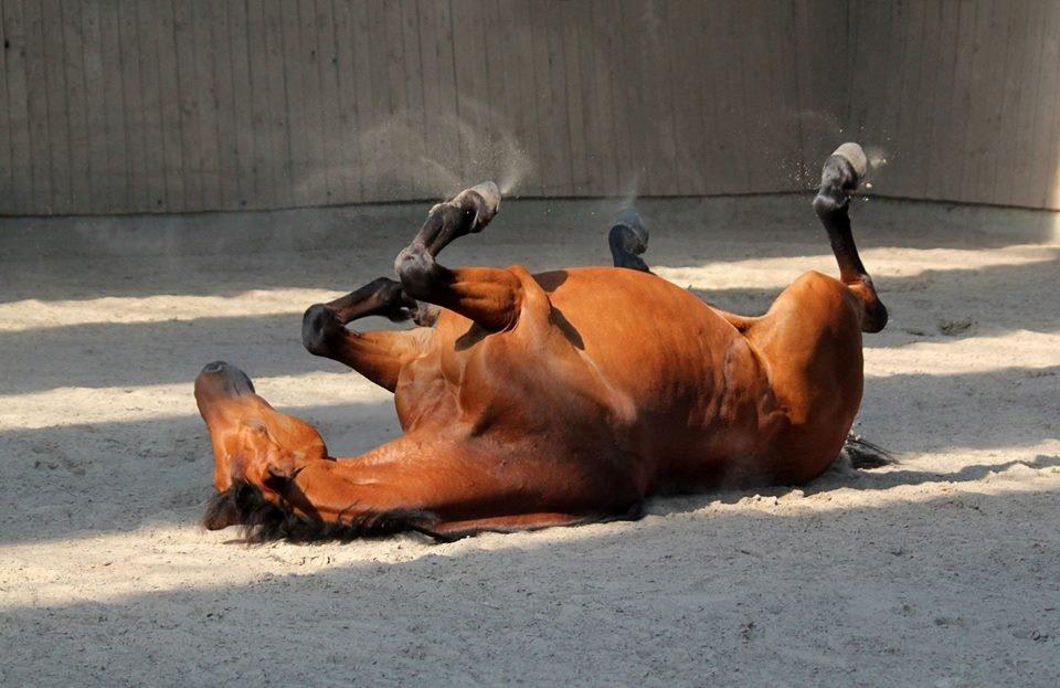 Holstener Flair - Hygge.
 billede 26