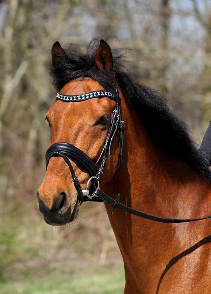 Holstener Flair - Smukke dyret billede 1