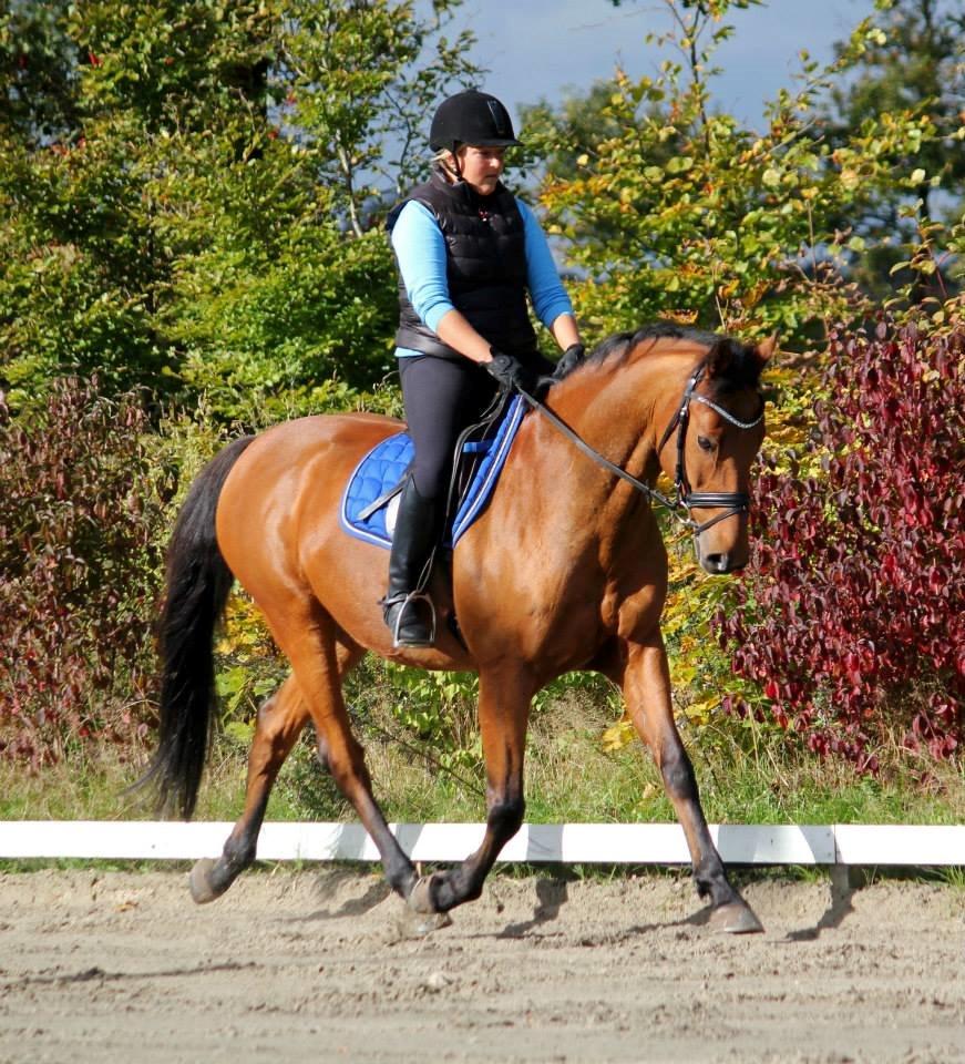 Holstener Flair billede 30