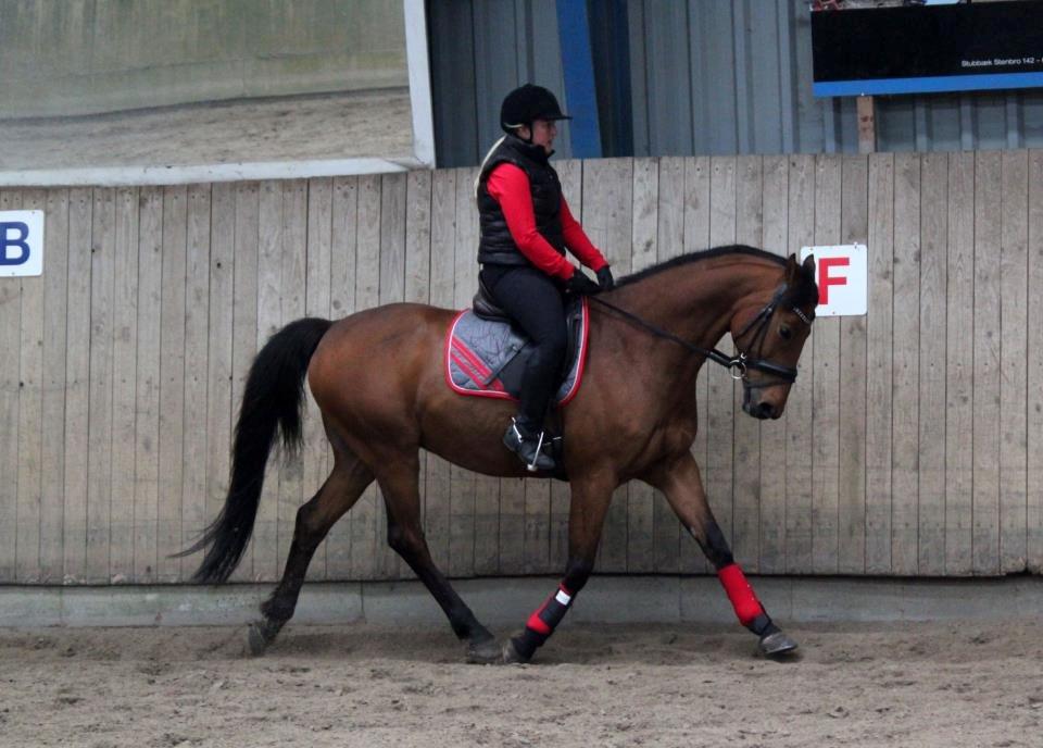 Holstener Flair billede 31