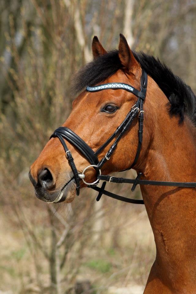 Holstener Flair billede 32