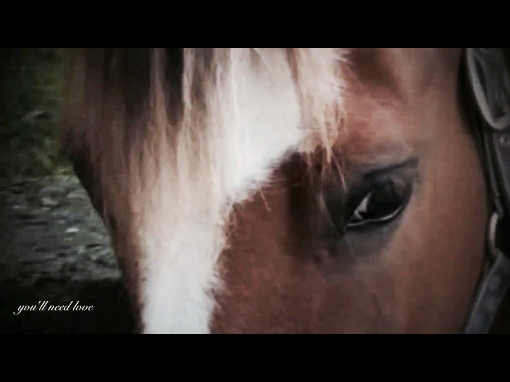 Fjordhest Blanding Golden Princess. I miss you!!<33 billede 23