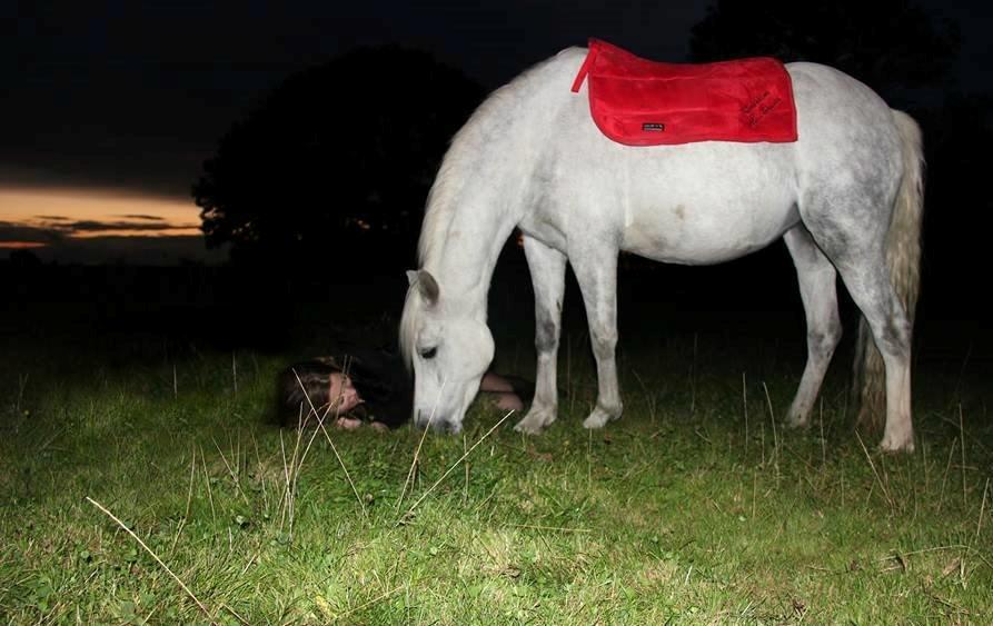 Welsh Partbred (Sec F) Klintholms Miss Shania - Du vil altid være hos mig! billede 20