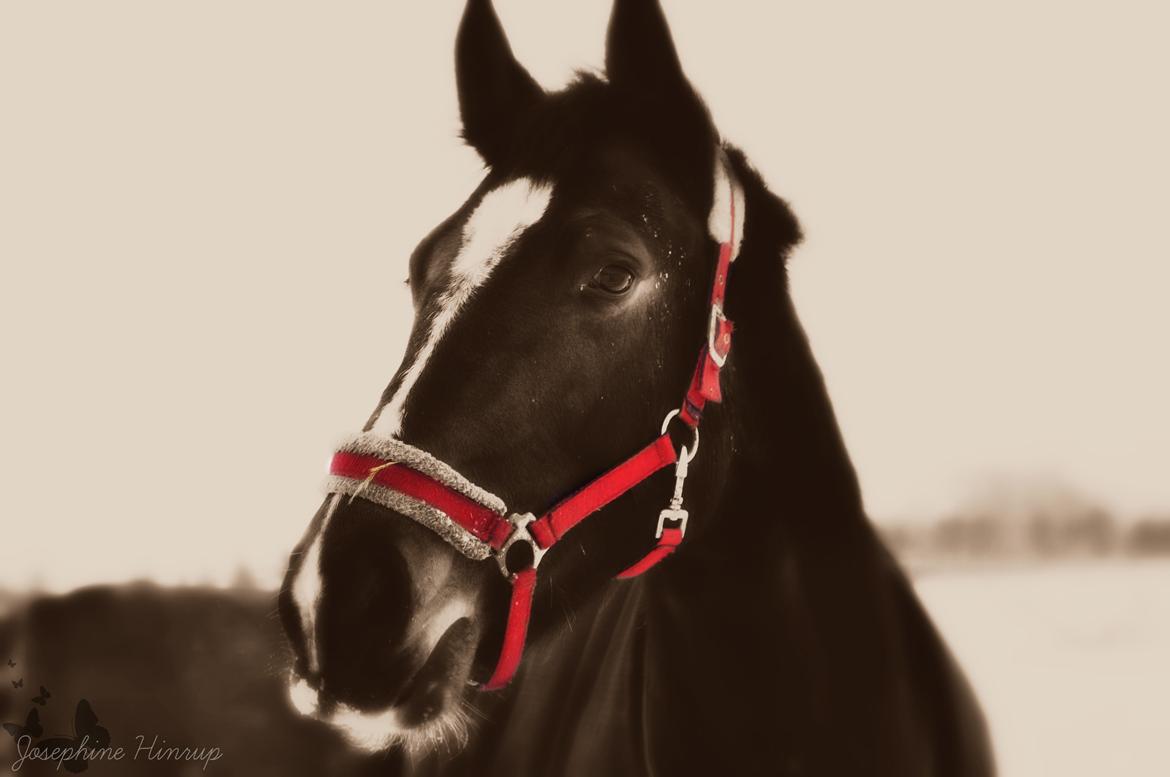 Oldenborg Englals Dior <3 [Baby Hesten] - Min aller sødeste lille baby hest <3 2014 billede 7