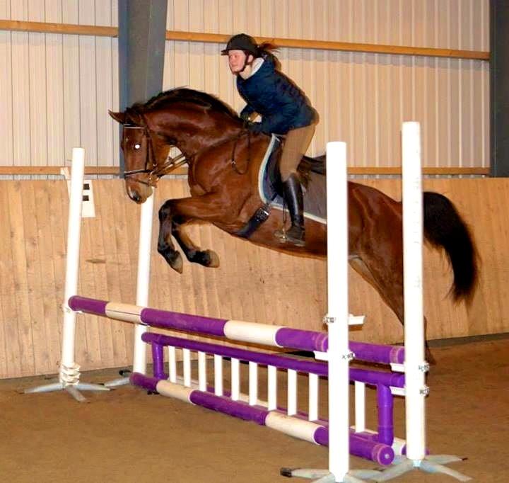 Dansk Varmblod La Belle Classica *Skrødstrup Efterskole* billede 5