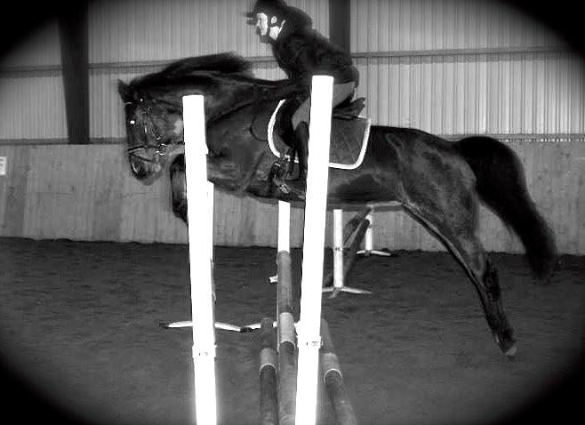 Dansk Varmblod La Belle Classica *Skrødstrup Efterskole* billede 20