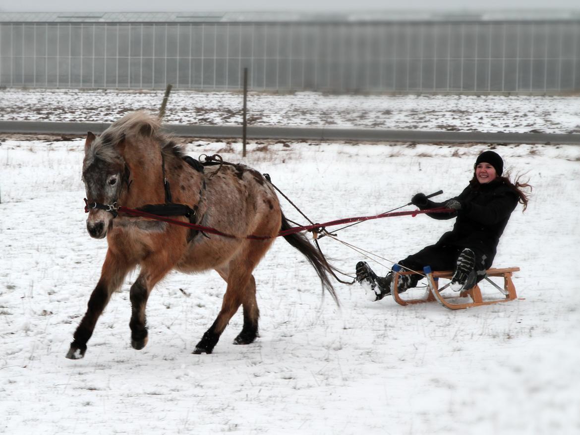 Knabstrupper Chanel - Min lille pony fuld styrbar for kælk efter et halvt års optræning! Bedste følelse.  billede 8