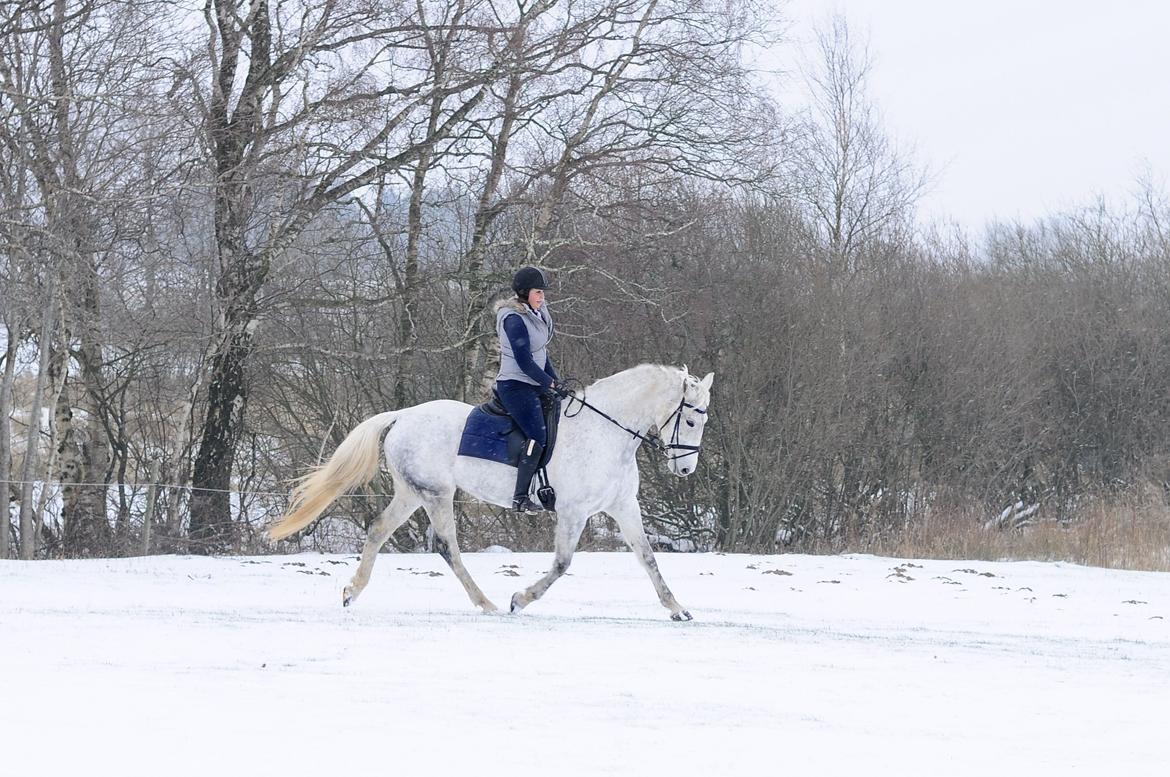 Dansk Varmblod Wajes Chalina billede 4